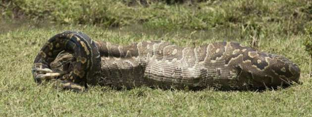 Pitondan inanılmaz saldırı! Sessizce yaklaştı ve... - Resim: 4