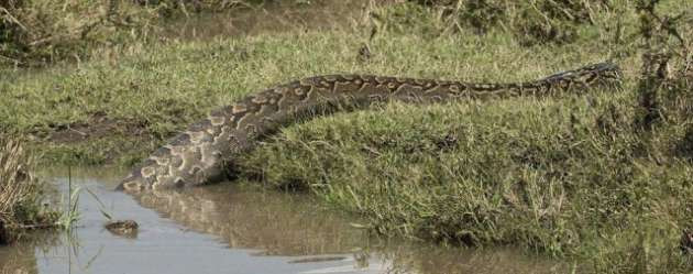 Pitondan inanılmaz saldırı! Sessizce yaklaştı ve... - Resim: 1