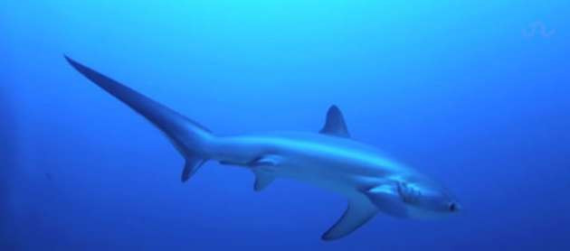 Köpekbalığı doğum yaparken görüntülendi - Resim: 2