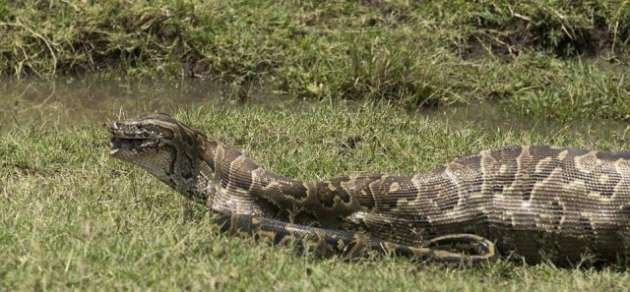 Pitondan inanılmaz saldırı! Sessizce yaklaştı ve... - Resim: 2
