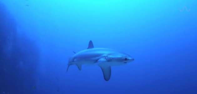 Köpekbalığı doğum yaparken görüntülendi - Resim: 1