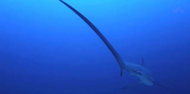 Köpekbalığı doğum yaparken görüntülendi - Resim: 3