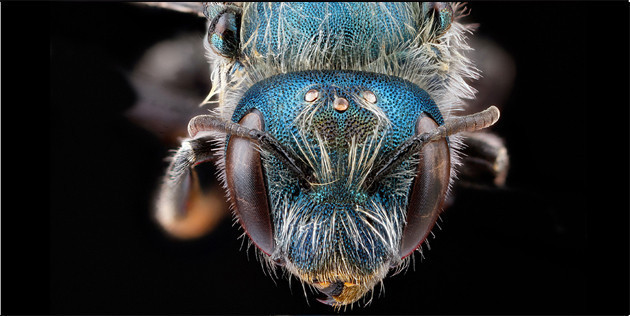 Arılara bir de bu gözden bakın - Resim: 2
