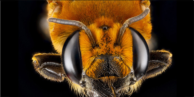 Arılara bir de bu gözden bakın - Resim: 4