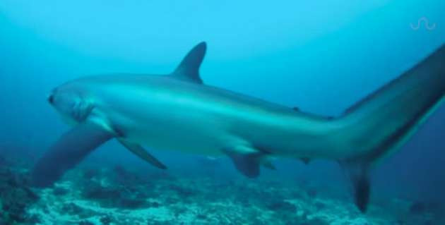Köpekbalığı doğum yaparken görüntülendi - Resim: 4