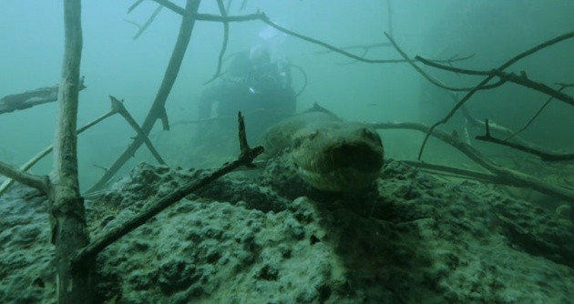 Amazon'daki dev anakondayı görüntüledi - Resim: 4