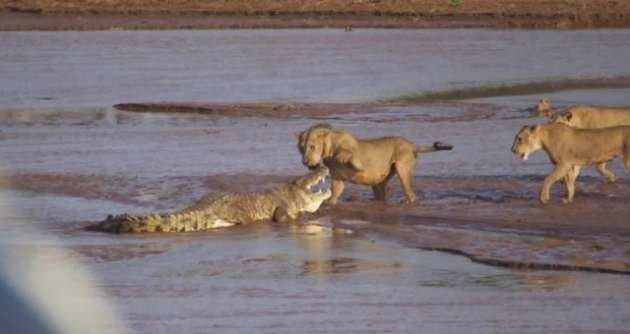 Aslanların timsahla müthiş kapışması - Resim: 3