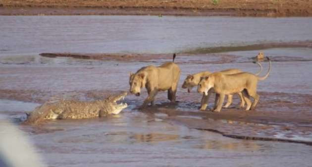 Aslanların timsahla müthiş kapışması - Resim: 4