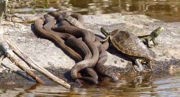 Hakkari'de çekildi! Yılanların çiftleşme ritüelinden şaşırtan görüntüler - Resim: 3