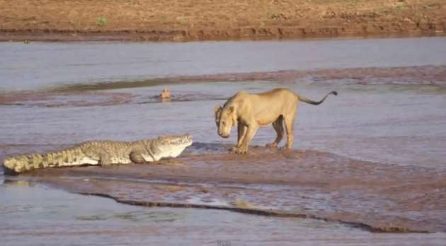 Aslanların timsahla müthiş kapışması - Resim: 1