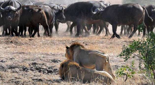 Tek başından hepsinin hakkından geldi! - Resim: 1