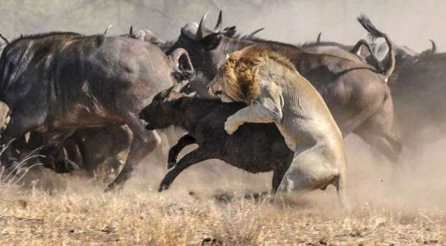 Yavru bufaloyu avlamaya kalkışınca başına gelenlere bakın! - Resim: 4