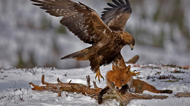 240 kilometre hızla avına son pençe! - Resim: 1
