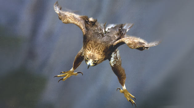 240 kilometre hızla avına son pençe! - Resim: 2