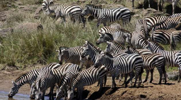 Zebraların timsahlarla korkunç mücadelesi - Resim: 2