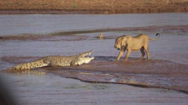 Aslanların timsahla müthiş kapışması - Resim: 2