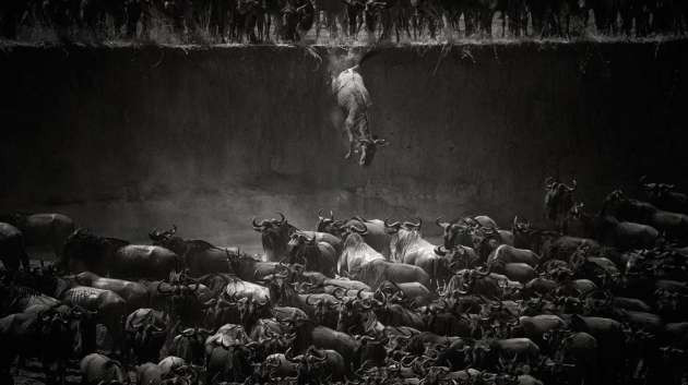 National Geographic'ten yılın en iyileri - Resim: 2