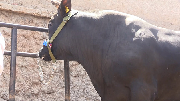 Lüks otomobil fiyatına kurbanlık - Resim: 2