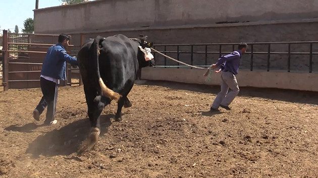 Lüks otomobil fiyatına kurbanlık - Resim: 3