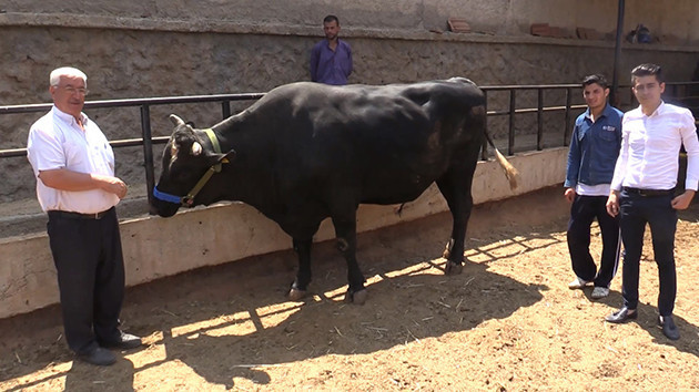 Lüks otomobil fiyatına kurbanlık - Resim: 4