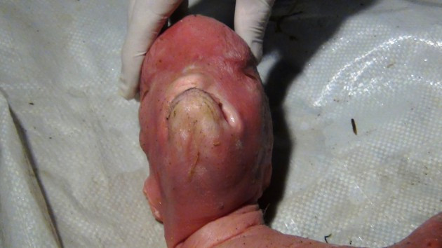 Bu gördüğünüze inanamayacaksınız! - Resim: 1