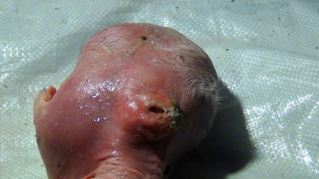 Bu gördüğünüze inanamayacaksınız! - Resim: 2