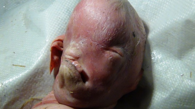 Bu gördüğünüze inanamayacaksınız! - Resim: 3