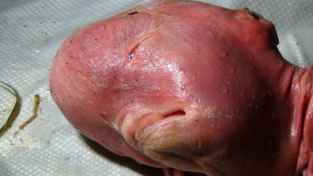 Bu gördüğünüze inanamayacaksınız! - Resim: 4