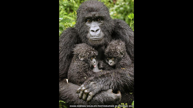 Vahşi yaşam fotoğrafları - Resim: 1