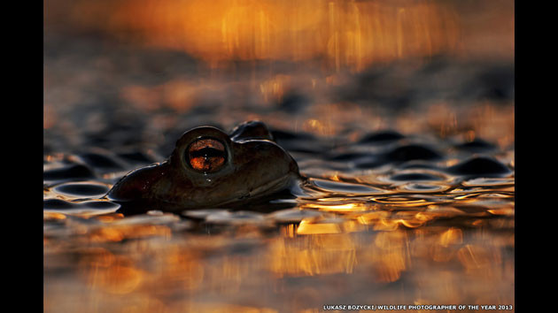Vahşi yaşam fotoğrafları - Resim: 4