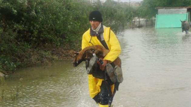 Şiddetli yağış hayvanları telef etti - Resim: 1