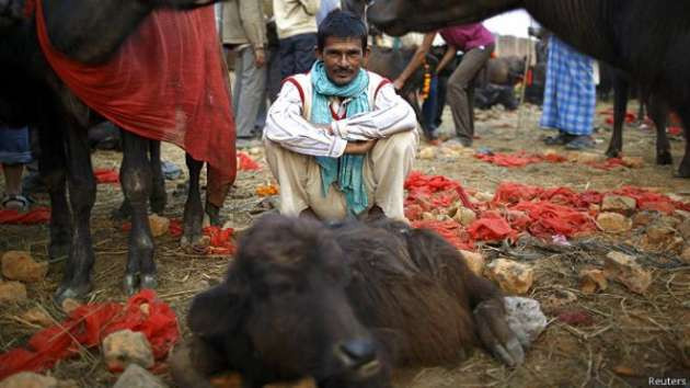Binlerce hayvan böyle katlediliyor! - Resim: 1