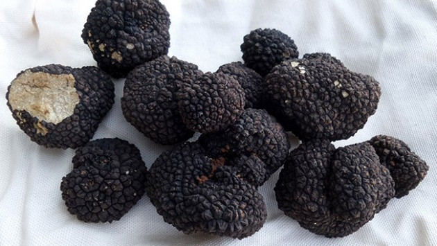 Trüf mantası nedir dünyanın en pahalı ikinci yiyeceği - Resim: 3