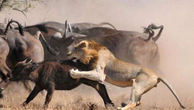 Yavru bufaloyu avlamaya kalkışınca başına gelenlere bakın! - Resim: 3