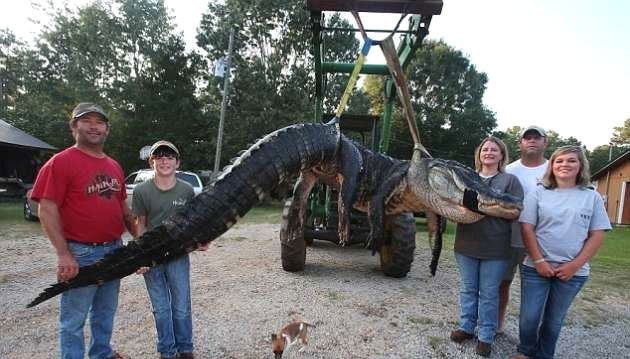 Timsahın midesinden dev geyik çıktı - Resim: 1