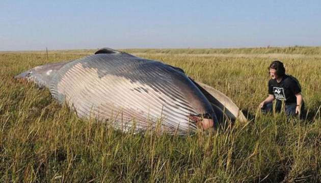 Tarlada görülen esrarengiz hayvan - Resim: 4