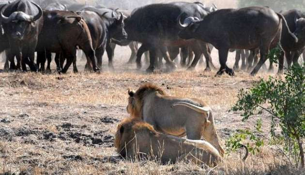 Yavru bufaloyu avlamaya kalkışınca başına gelenlere bakın! - Resim: 1