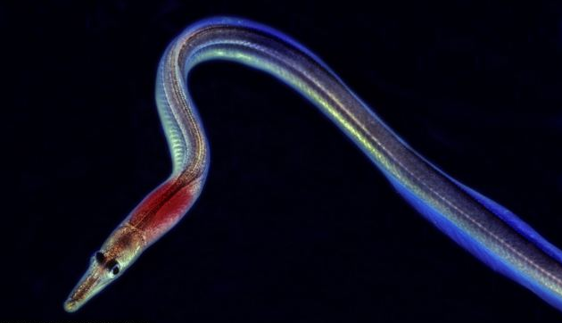 Okyanusun canavarlarıyla tanışın - Resim: 4