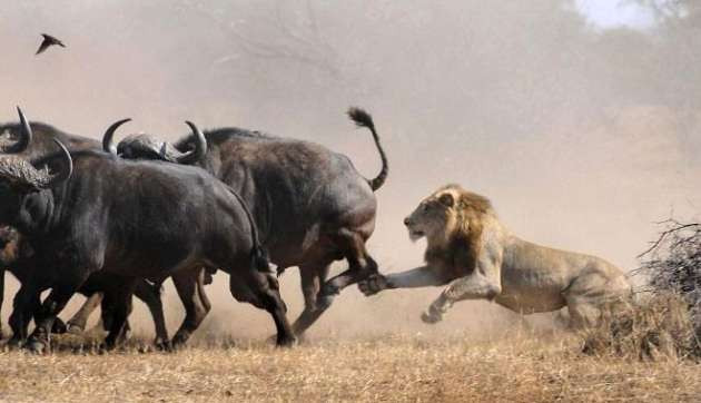 Yavru bufaloyu avlamaya kalkışınca başına gelenlere bakın! - Resim: 2