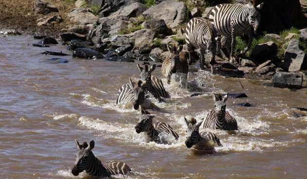 Zebraların timsahlarla korkunç mücadelesi - Resim: 3
