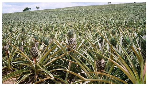 Üzümünü ye bağını sorma, bakın nerede yetişiyorlar! - Resim: 1
