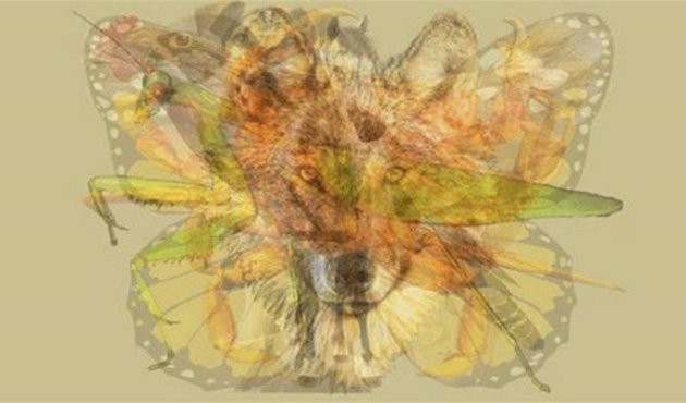 Fotoğrafta gördüğünüz ilk hayvan kişiliğinizi söylüyor - Resim: 2