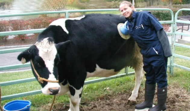 İneklerin karnına neden delik açılıyor? - Resim: 1