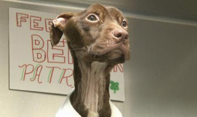 Biraz sevgi biraz ilgi işte müthiş değişim! - Resim: 4