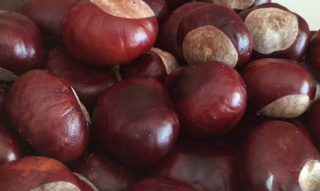 At kestanesi nedir şah damarına sürmenin inanılmaz faydası - Resim: 2