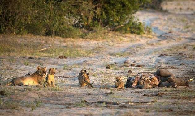 Vahşi doğada ilginç anlar - Resim: 1