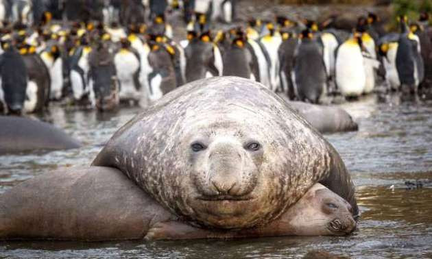 Deniz aslanlarının inanılmaz çiftleşme görüntüleri - Resim: 3
