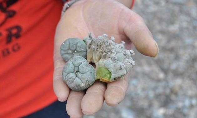 Bu kaktüsü yiyenin aklı başından gidiyor - Resim: 1