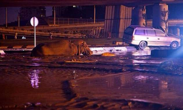 Hayvanlar şehri bastı - Resim: 4