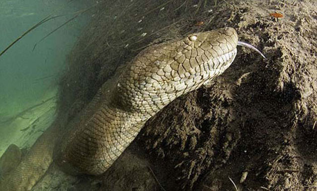 Dev anakonda görüntülendi - Resim: 2